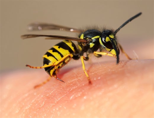 American man, son die after being stung by wasps while ziplining