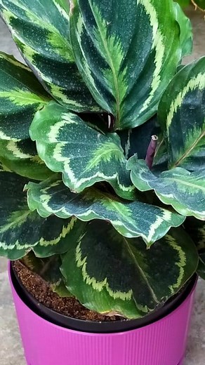 32K views · 1.4K reactions | Calathea Medallion Fall Care  ...