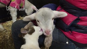 Lovable Lochy Who could not fall in love with dear little Lochy’s sweet face? Sadly his condition is critical and has been so since arriving into our care only days ago. Around the clock care is provided and blood has been taken for testing. We are thankful we have vet nurse Stitch on had to assist. Hang in there little buddy, an entire world of kindness awaits. Edgar's Mission | www.edgarsmission.org.au "If we could live happy and healthy lives without harming others... why wouldn't we?" | Edga