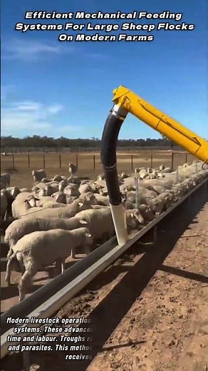 Efficient Mechanical Feeding Systems For Large Sheep Flocks On Modern Farms