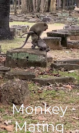 145K views · 363 reactions | Monkey Mating  #mating #nature...