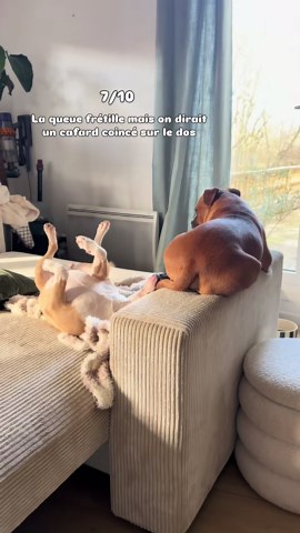 Les meilleurs memes de chiens : laquelle préférez-vous ?