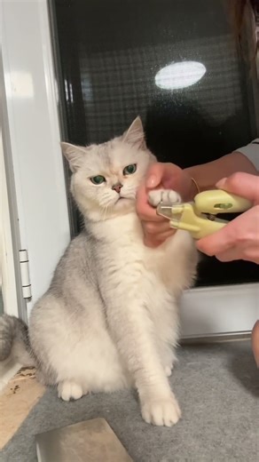 Various Ways of Trimming a Cat’s Nails