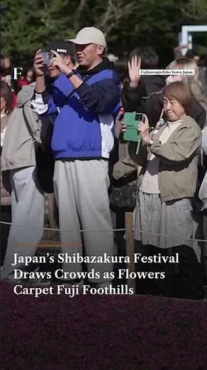 Japan’s Shibazakura Festival Draws Crowds as Flowers Carpet Fuji Foothills