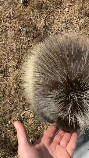 112K views · 3.9K reactions |  What R U doing? Let’s just say it involves animals, antics, lights and a whole lot of heart   Memberships are ON SALE — and every purchase helps support the incredible creatures in our care (and all our shenanigans too ).  To grab yours: visit discoverywildlifepark.com  Be part of the wild magic. Watch the video, share the love, and join the Discovery family today! | Discovery Wildlife Park | Facebook