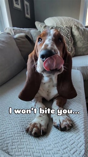 Basset hound for Adoption (@adorable.basset.h)’s videos with original sound - Basset hound for Adoption