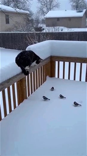 Trassima Cat | Wait for it... You'll be laughing all day at this cat's epic snow miscalculation! 🤣🙀 This chonky tabby had ONE job: pounce gracefully.... | Instagram