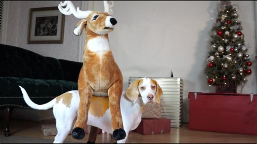 Dog goes wild over magical reindeer gift on Christmas