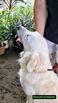 Bathing my Golden Retriever 🐕 🐩 #shorts