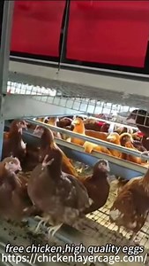 Aviary System For Laying Hens