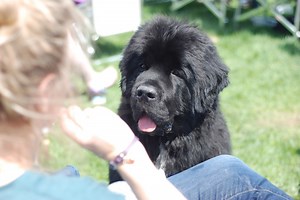 Your Well-Mannered Newfoundland
