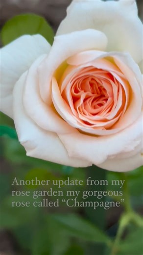 Another update from my rose garden is this gorgeous rose of mine called champagne! It is disease resistant and very fragrant which I like very much in all my roses, that I grow in my garden! | Rose Finn