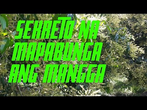 Sekreto Paano Mapabunga Ang Mangga At Paano Mapabulaklak