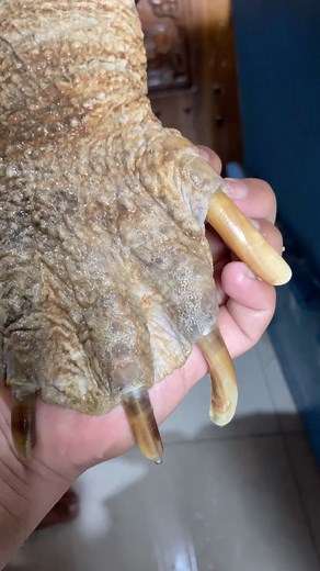 Aditya Arta Wijaya | Back leg alligator snapping turtle 🔥🥵 #snappingturtle #alligatorsnappingturtle #turtle #commonsnappingturtle #reptile | Instagram