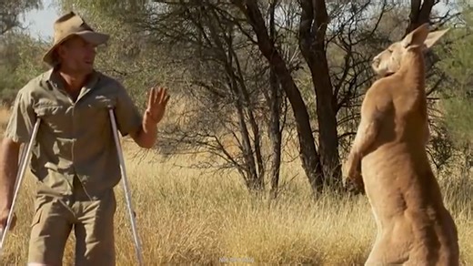 The Evolutionary Secret Behind Australia’s Buff Kangaroos