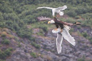 Photo: Epic Seagull vs. Eagle vs. Seagull Battle | OutdoorHub