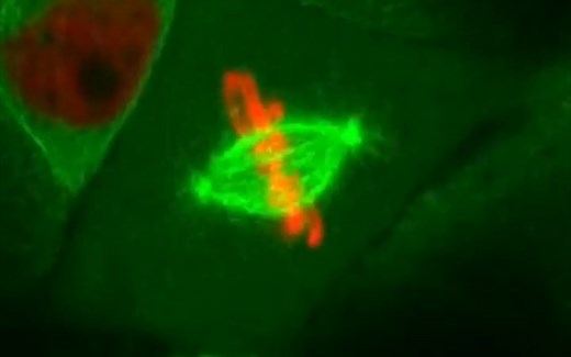 细胞分裂过程，真的很神奇