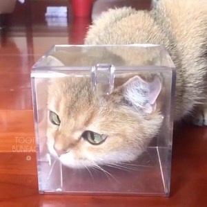 1M views · 5.2K reactions | What's going on inside their head | 9GAG Cute | Facebook