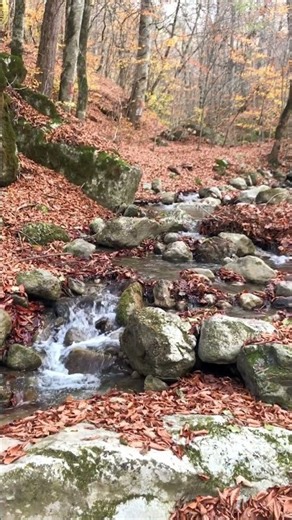 Autumn in the Forest 🍂💧 | The Sound of the River