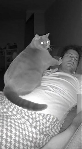 Does Your Cat Sleep ON You at Night? Too Cute & Totally Relatable 😻🛌 #Shorts