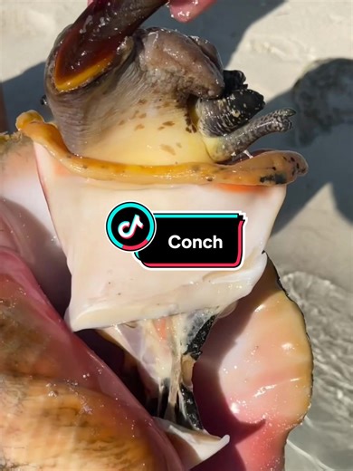 How to Get a Conch Out of its Shell | Fishing, Spearfishing, Diving