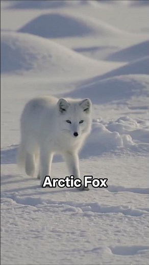 Arctic Fox | Lifespan 4 years #animalknowledge #wildlife