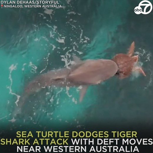 229K views · 1.2K reactions | SEA TURTLE VS SHARK: A photographer captured a heart-stopping fight between a sea turtle and a tiger shark near western Australia. 梁麗 https://abc7.la/393hpp7 | ABC7 | Facebook