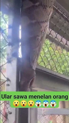 Snakes eat humans #animation #animasulucu #fypシ゚viral #funny