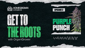 Purple Punch Strain Review | Get To The Roots with Homegrown Cannabis Co.