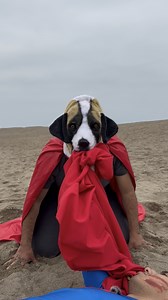 11K views · 287 reactions | Krypto  vs Krypto  #superman #Perros #gatos | Christian Cardoso | Facebook