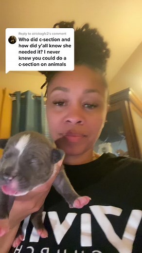 Understanding Dog C-Sections: A Vet's Perspective