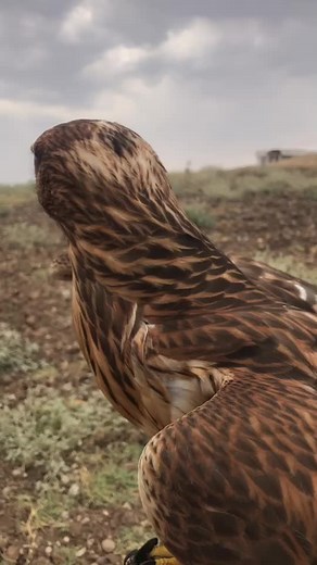 Hawk Training in Natural Outdoor Setting