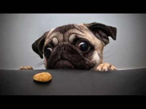 60 HD Dog Wallpapers