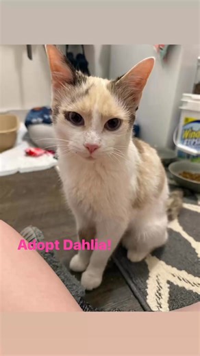 Dahlia is a 7 month old Calico ready for adoption! Please consider giving her the forever home she deserves! 🥰 | Itty Bitty Kitty Committee Rescue Inc.