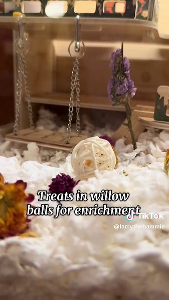 Hamster Cage Tour: Pancake and Waffle's New Setup