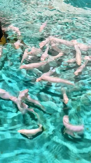 Snake River Cichlids on Instagram: "❄️ Snow White Mbuna Sale ❄️ All available sizes are 25% OFF through Friday 🐟🔥 Pseudotropheus socolofi (Snow White Mbuna) are true albino Mbuna, showing the classic lack of pigmentation and those striking red eyes 👀✨ Bold, active, and full of personality. Quick care notes: 🤍 Albino Mbuna species 🏡 Keep with other Mbuna 🚫 Avoid Peacocks and Haps 📏 Adult size: 5–6 inches Perfect time to add some bright white contrast to your Mbuna tank 🤍💥 Sale ends Frida