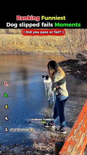 Dog Slipped… Watch This 😂 #shorts #viral #fyp #dogs #funny #pets #fails #trending