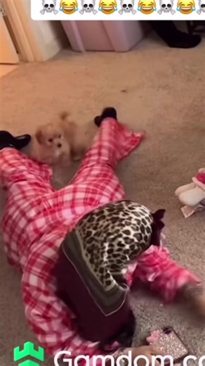 Exploring the Popularity of Summyah Dogs