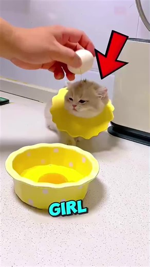 Adorable Kitten Adventures and Teething Tests