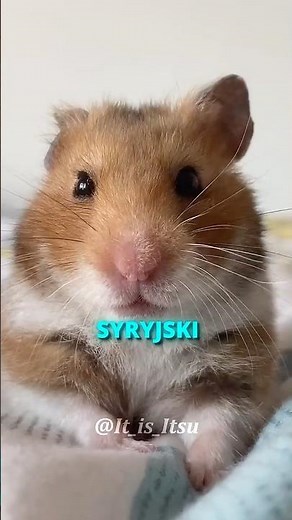 DLACZEGO LUDZIE UWIELBIAJĄ CHOMIKI SYRYJSKIE?! 🐹💖 #shorts