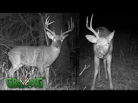 How Bucks Shed Their Antlers (681)