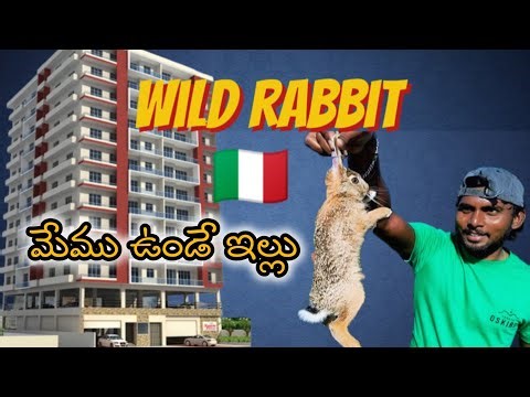 Mountain house in italy | wild rabbit in italy | grape farming in italy 🇮🇹