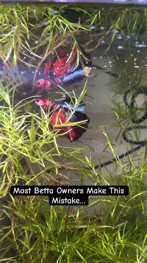 5 Secrets to Keep Your Betta Fish Happy & Healthy 🐟 | Betta Care Guide