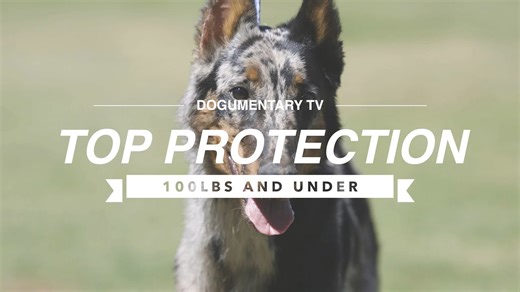 Top 10 protection dogs 100lbs and under