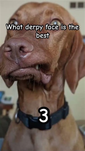 #vizla derpy face