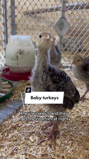 This year I’m raising some turkeys. Last year I helped my neighbour process her turkeys. This year I thought I would try my own. I’m having difficulty imagining doing this at the moment. I’m just going to enjoy watching them grow for now. Maybe I’ll end up with 4 pet turkeys lol… 😳😅 ##Turkeys##TurkeyPoults##BabyTurkeys##FamilyFarm##SmallFarm##GrowYourOwnFood##Sustainable##HobbyFarm##Homestead##Farmstead