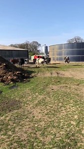 50K views · 357 reactions | Turning out the first cows and calves today! Lovely weather! Watch them run! | Mainsgill Farmshop | Facebook