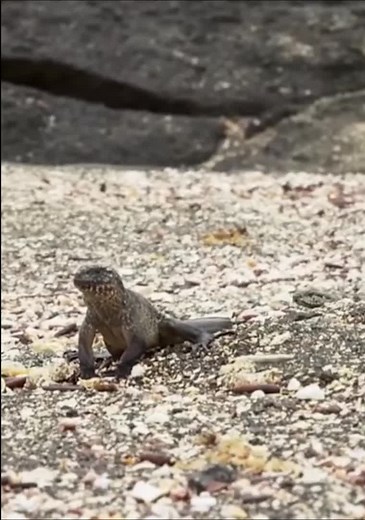 A brave Lizard, from Nation Geographic. #funny #comedy #funnymoments #reaction #react