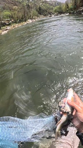 HUGE fish hidden in my net! #fishingadventure #surprise #fishing