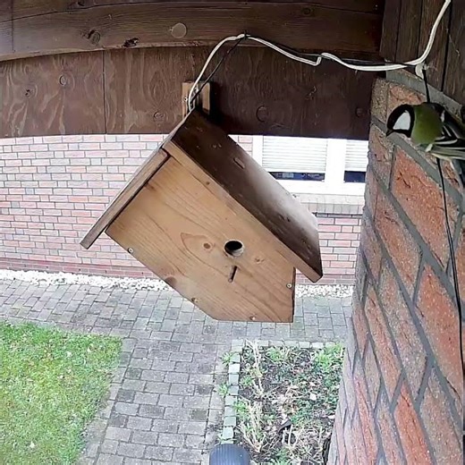 Eine #kohlmeise an unserem #nistkasten - #greattit at #nestingbox #nature